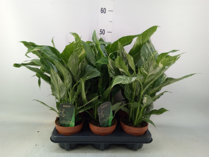 <h4>Spathiphyllum  'Diamond'</h4>