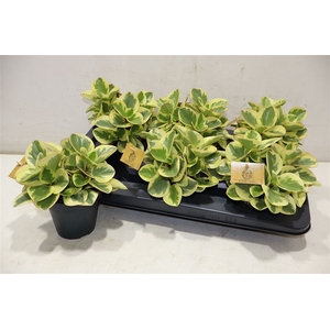 Pep Obt Obtipan Bico