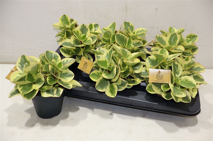 <h4>Pep Obt Obtipan Bico</h4>