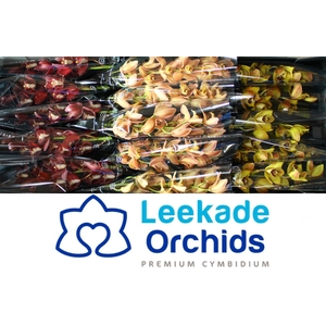 CYMB MI Herfst mix Leekade X8