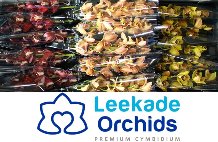 <h4>CYMB MI Herfst mix Leekade X18 20% extra packed</h4>