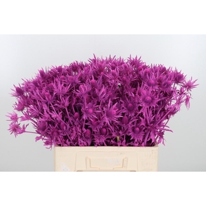 Eryn Orion Kl Bh Erika