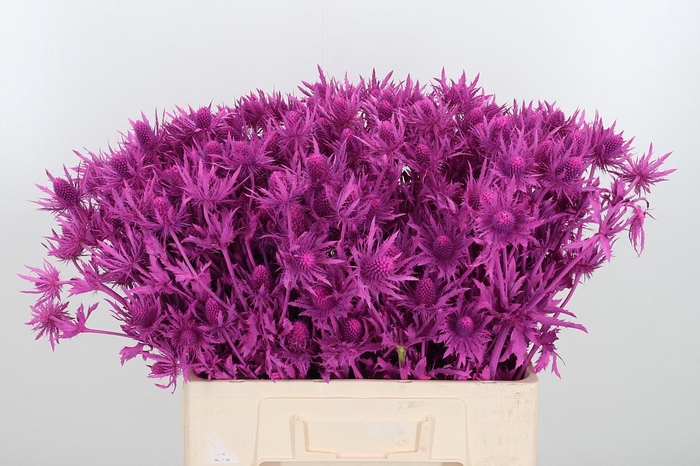 <h4>Eryn Orion Kl Bh Erika</h4>