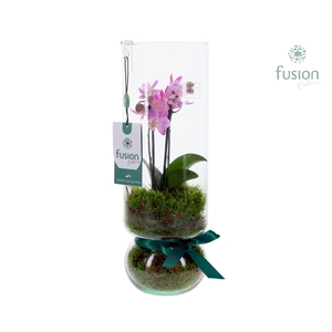 Green BottleAngelica Large met Phalaenopsis