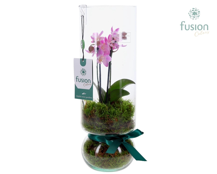 <h4>Green BottleAngelica Large met Phalaenopsis</h4>