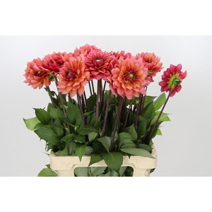 Dahlia Salmon Runner