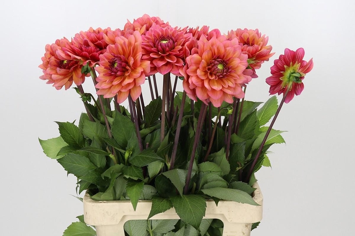 <h4>Dahlia Salmon Runner</h4>