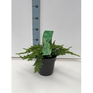 Juniperus conferta 'Schlager' C2