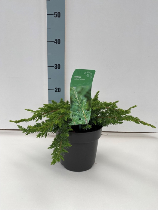 <h4>Juniperus conferta 'Schlager' C2</h4>