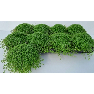 SOLEI SOL GROEN