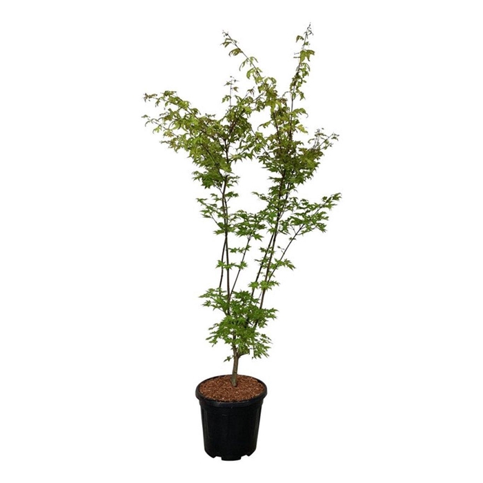 <h4>Acer pal. 'Summer Gold'</h4>