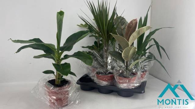 <h4>!! PROMO !! KAMERPLANT MIX P17</h4>