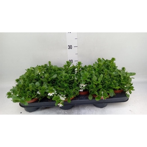 Scaevola  'Whirlwind White'