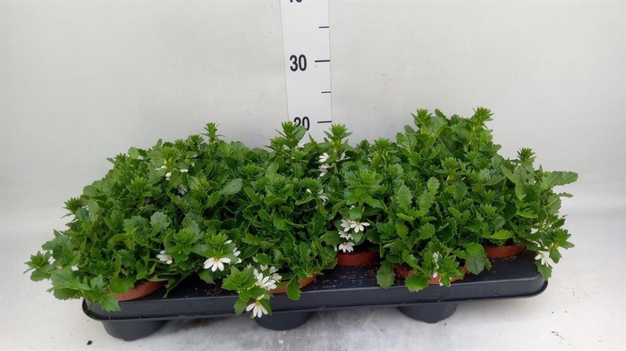 <h4>Scaevola  'Whirlwind White'</h4>