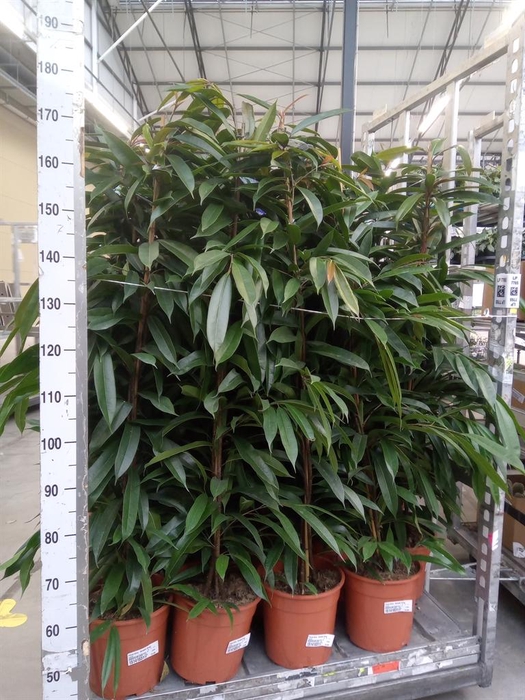 <h4>Ficus binn. 'Amstel King'</h4>