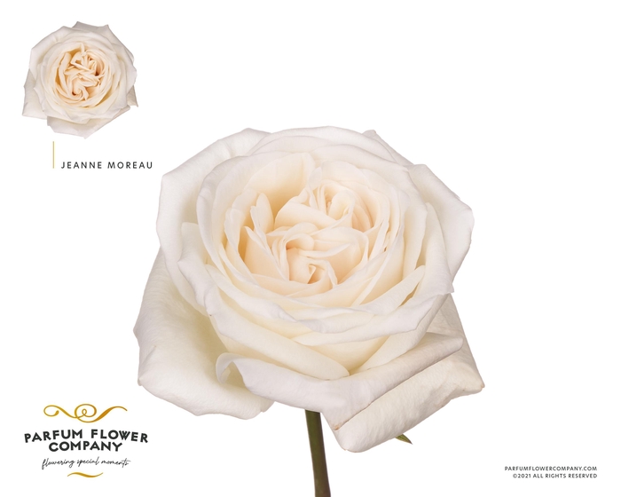 Rosa Meilland Jeanne Moreau