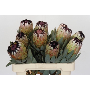 Protea Niobe