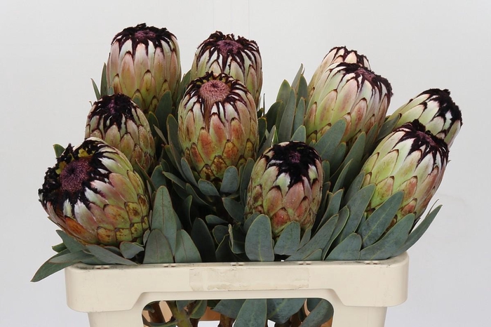 <h4>Protea Niobe</h4>