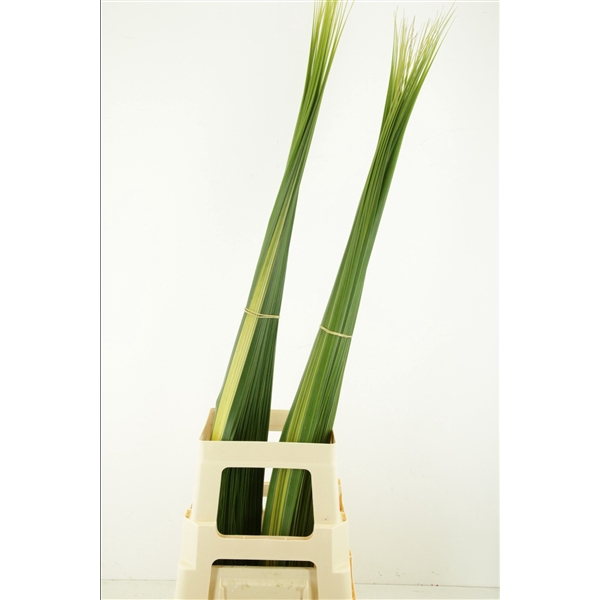 <h4>Pandanus Bont</h4>