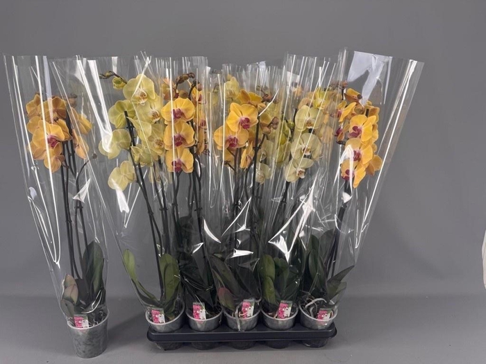 <h4>PHAL OV GEEL</h4>