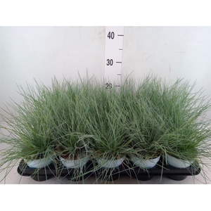 Festuca glauca 'Compacta Blue'