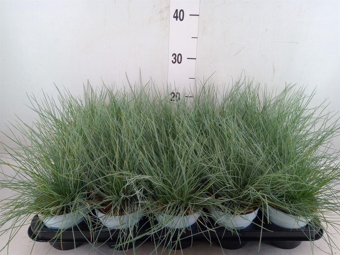 <h4>Festuca glauca 'Compacta Blue'</h4>