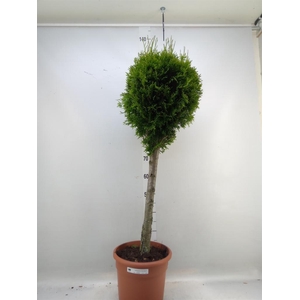 Thuja occid. 'Smaragd'