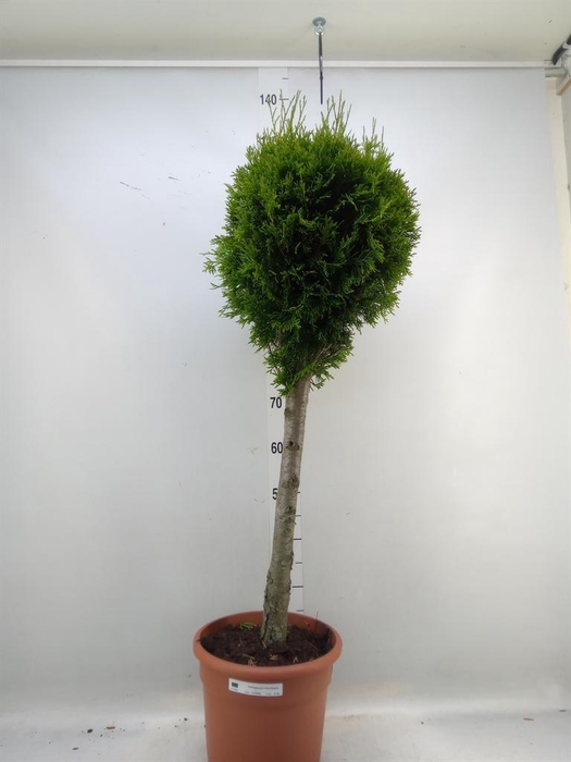 <h4>Thuja occid. 'Smaragd'</h4>
