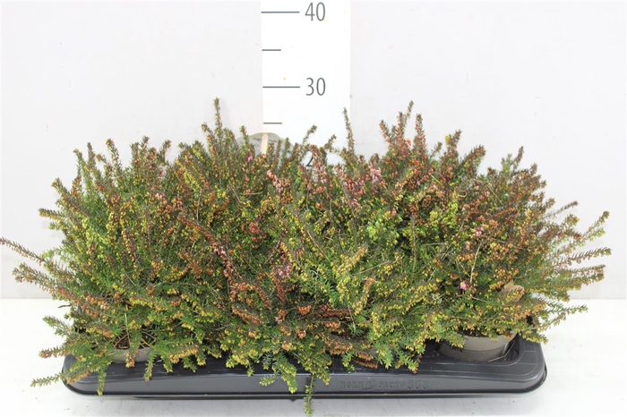 <h4>Erica Darleyensis Rosa Lena</h4>