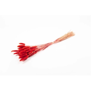 Lagurus rood 50gr.