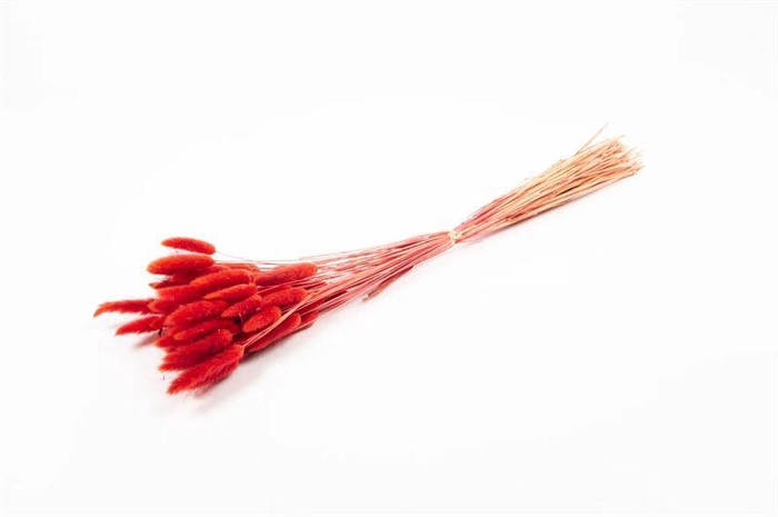 <h4>Lagurus rood 50gr.</h4>