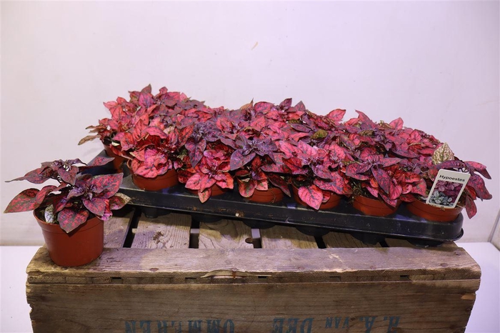 <h4>arr8 Hypoest Conf C Red</h4>