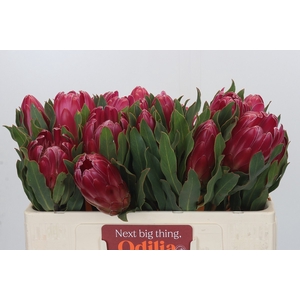 Protea Brenda