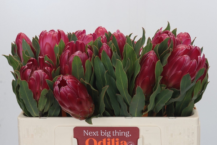Protea Brenda