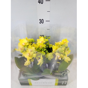 Phalaenopsis multi.   ...yellow