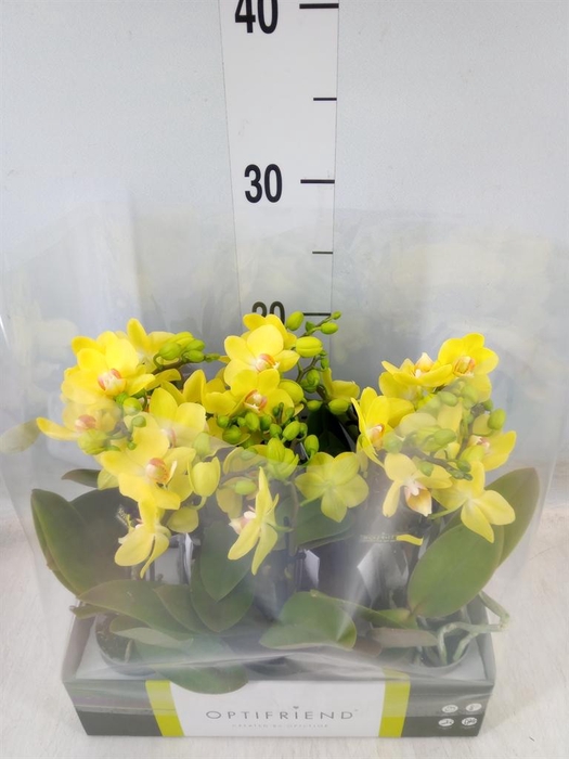 <h4>Phalaenopsis multi.   ...yellow</h4>