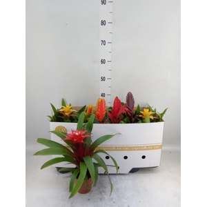 Bromelia   ...mix