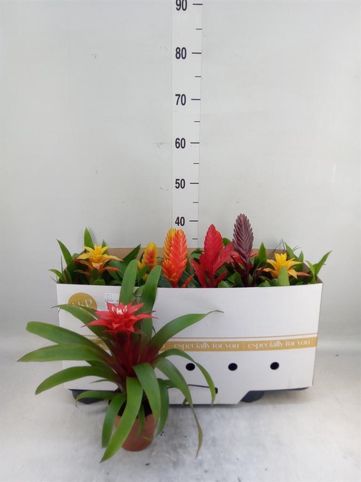 <h4>Bromelia   ...mix</h4>