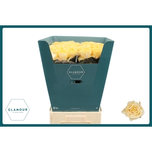 R GR BUTTERCUP GLAMOUR