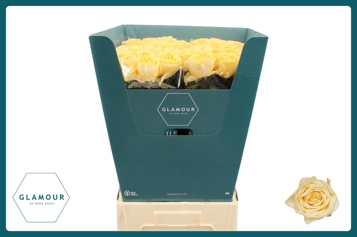 <h4>R GR BUTTERCUP GLAMOUR</h4>