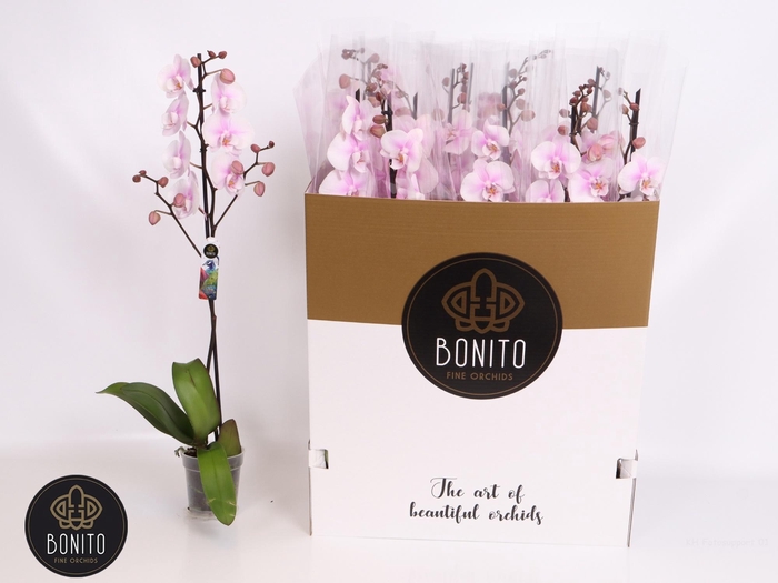 <h4>PHAL AN MEMPHIS</h4>