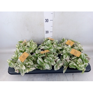 Tradescantia  'Brightness'
