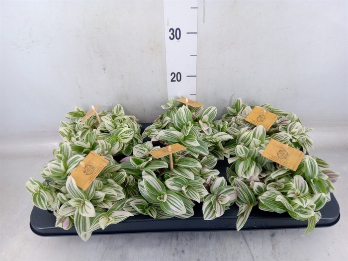 <h4>Tradescantia  'Brightness'</h4>