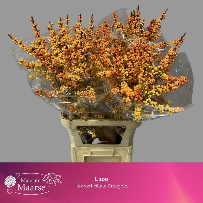 <h4>ILEX VE MAG CRESGOLD</h4>