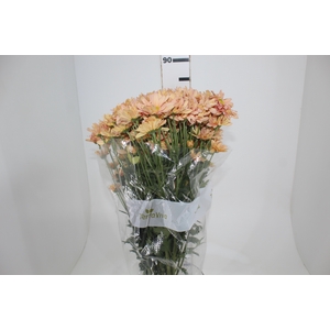 CRISANTEMO SALMON REAGAN 080 CM
