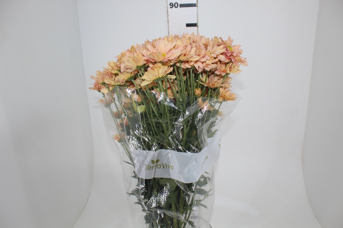 <h4>CRISANTEMO SALMON REAGAN 080 CM</h4>