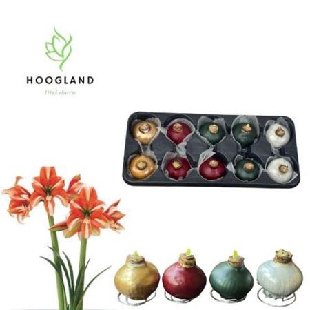 <h4>Bloembol Hipp Wax Mixtray Exclusive</h4>
