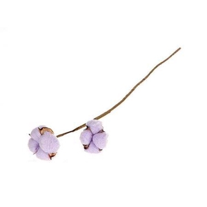 Stem Cotton 2 Heads L50 Lila