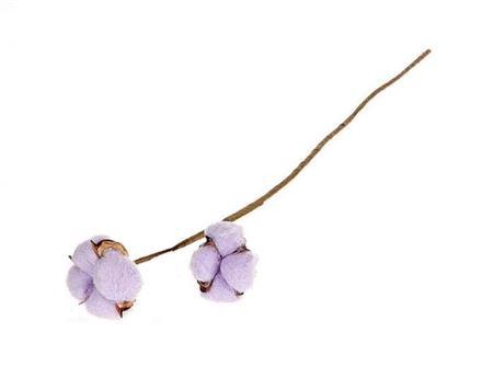 <h4>Stem Cotton 2 Heads L50 Lila</h4>