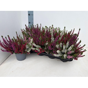 CALLU BL STARLI GEM